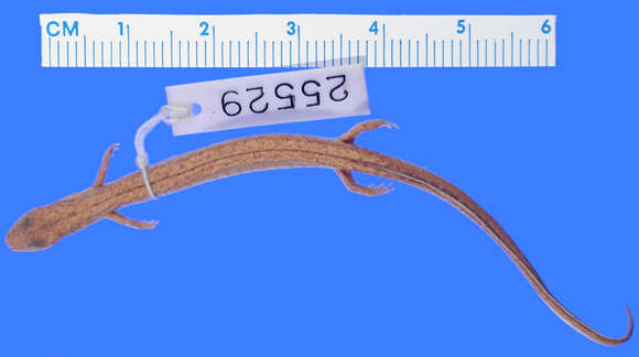 Image of Oklahoma Salamander