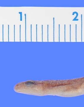 Image of Oklahoma Salamander