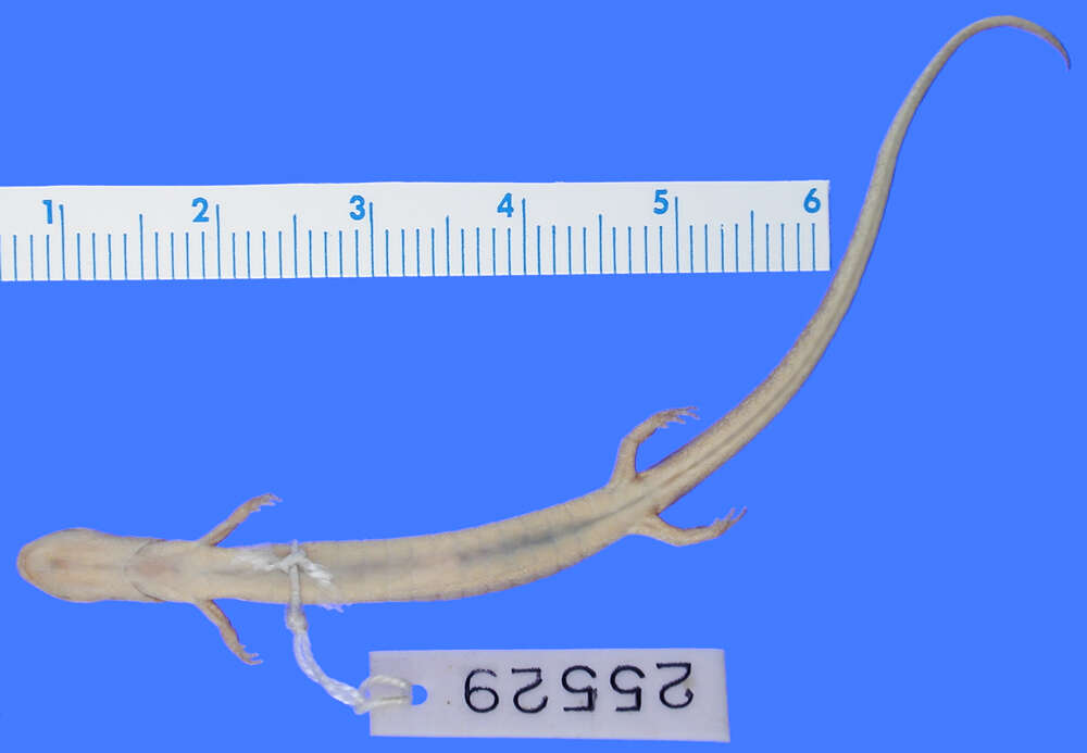 Image of Oklahoma Salamander