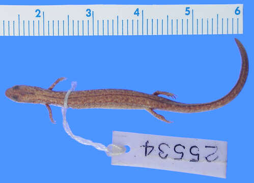 Image of Oklahoma Salamander