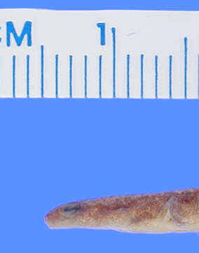 Image of Oklahoma Salamander