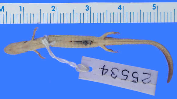 Image of Oklahoma Salamander