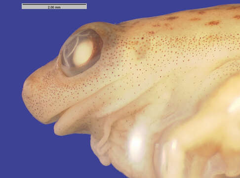 Image of Dendropsophus sanborni (Schmidt 1944)