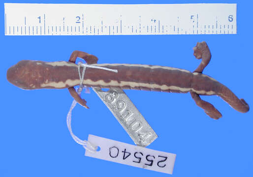 Image of Bolitoglossa odonnelli (Stuart 1943)