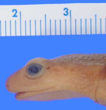 Image of Sierra newt