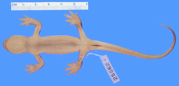 Image of Sierra newt