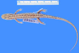 Image de <i>Eurycea longicauda perdix</i>