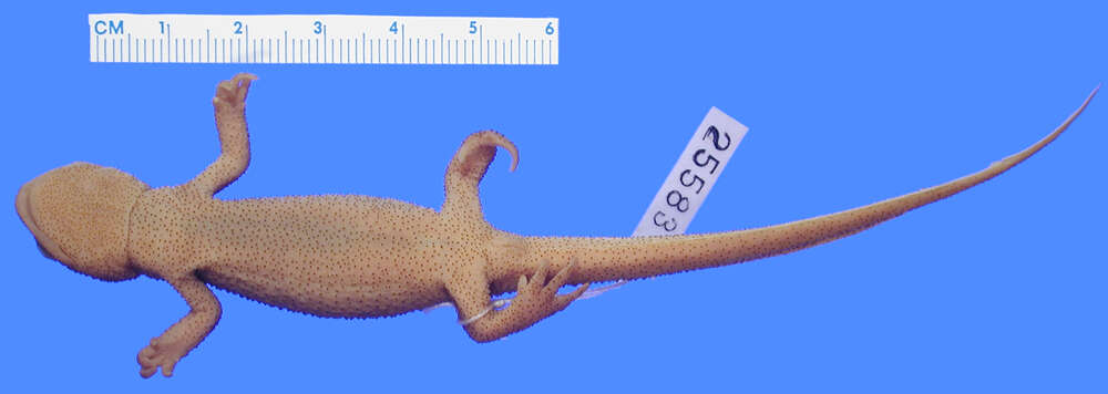 Image of newts and salamanders
