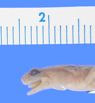 Image of Chiropterotriton lavae (Taylor 1942)