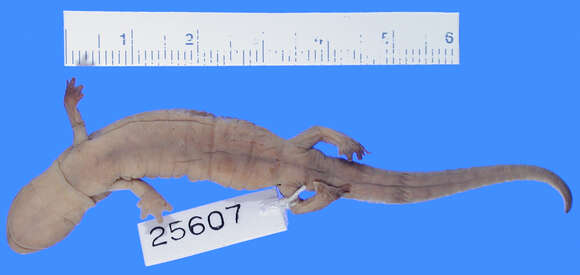 Image of Bolitoglossa franklini (Schmidt 1936)