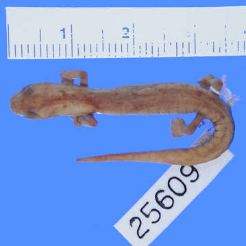 Image of Southern Banana Salamander