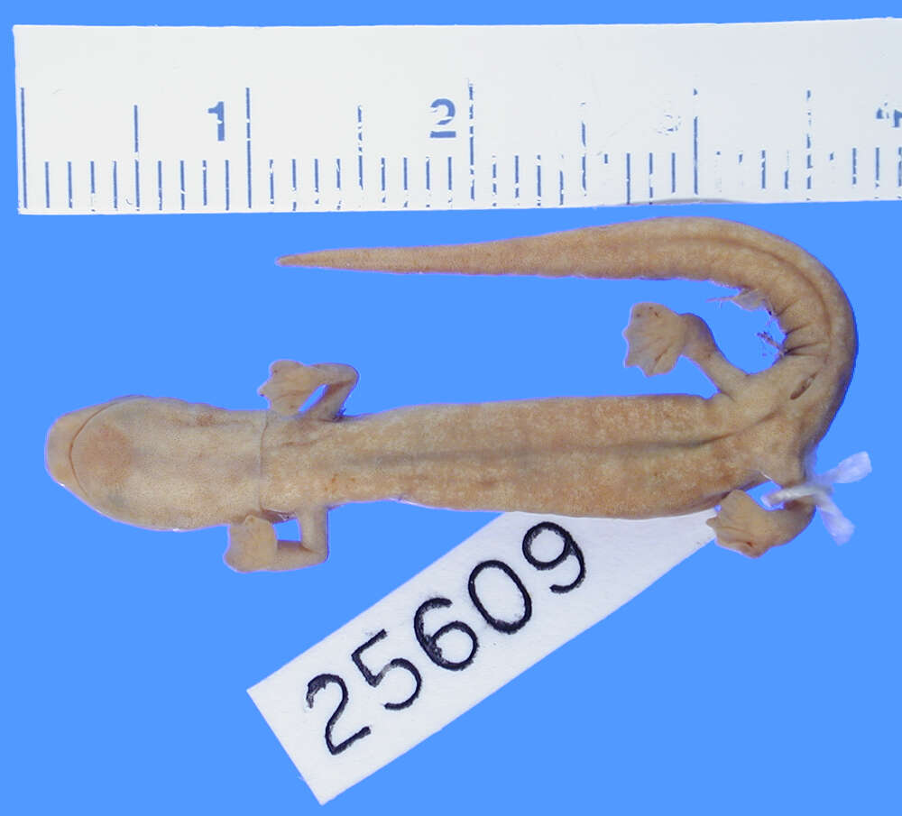 Image of Southern Banana Salamander