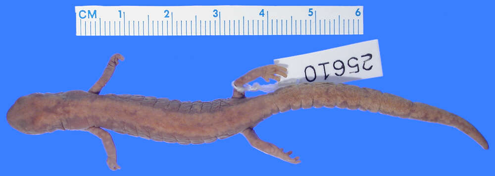 Image of Roberts' False Brook Salamander