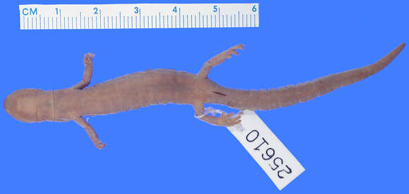 Image of Roberts' False Brook Salamander