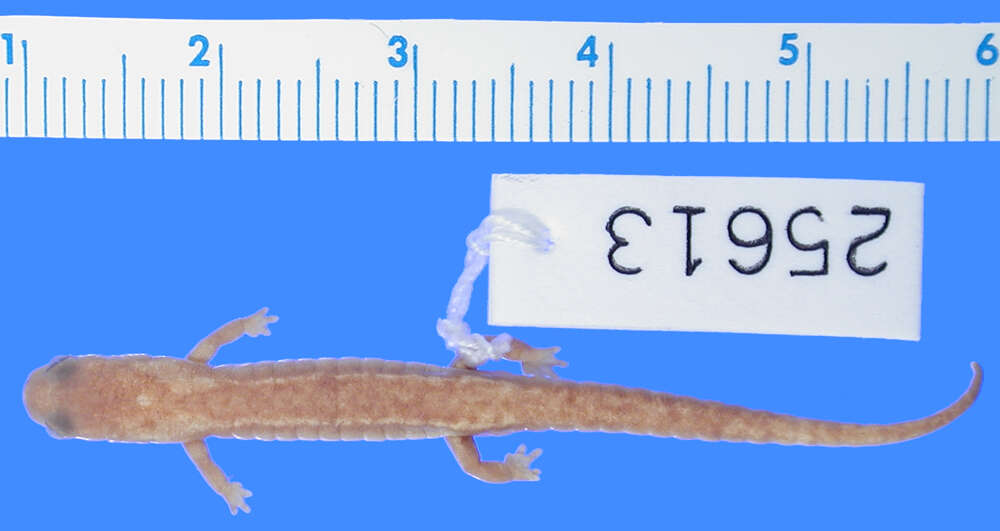 Image of Terrestrial splayfoot salamander