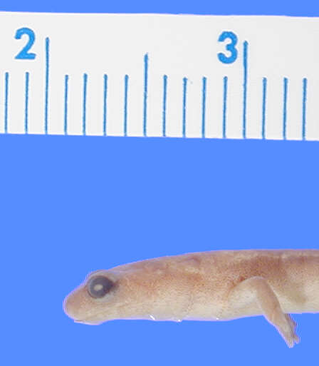 Image of Terrestrial splayfoot salamander