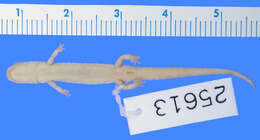 Image of Terrestrial splayfoot salamander