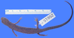 <i>Chiropterotriton unguidentis</i>的圖片