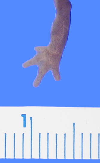 <i>Chiropterotriton unguidentis</i>的圖片