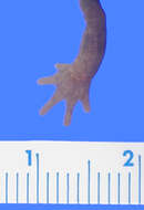 <i>Chiropterotriton unguidentis</i>的圖片