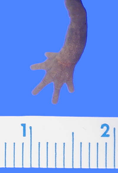 <i>Chiropterotriton unguidentis</i>的圖片