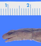 <i>Chiropterotriton unguidentis</i>的圖片