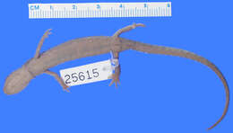 <i>Chiropterotriton unguidentis</i>的圖片