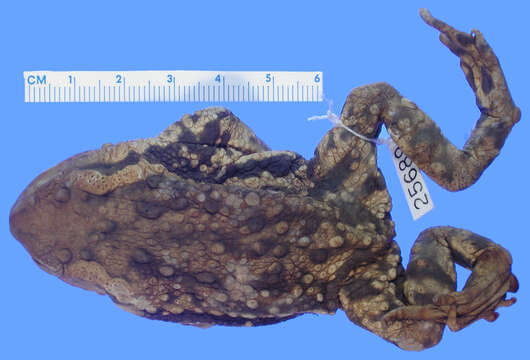 Image of Asiatic Toad