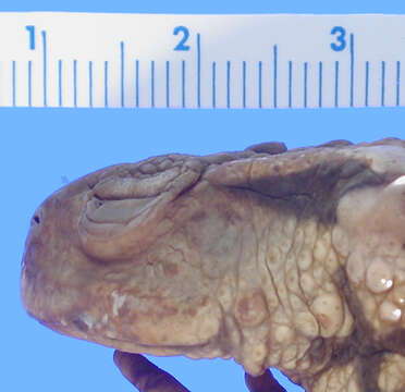 Image of Asiatic Toad