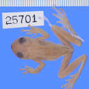 Image of Blackeye Treefrog