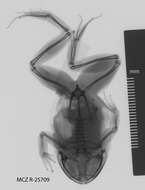 Image of Cycloramphus asper Werner 1899