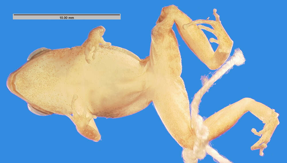 Image of Robber frog