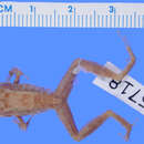 صورة Eleutherodactylus poolei Cochran 1938