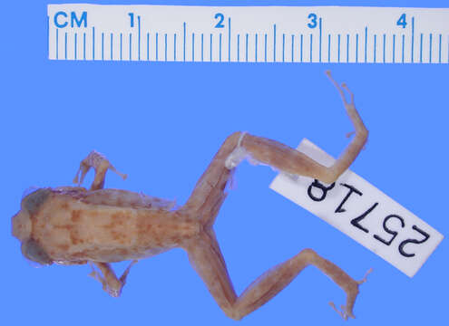 Image of Eleutherodactylus poolei Cochran 1938