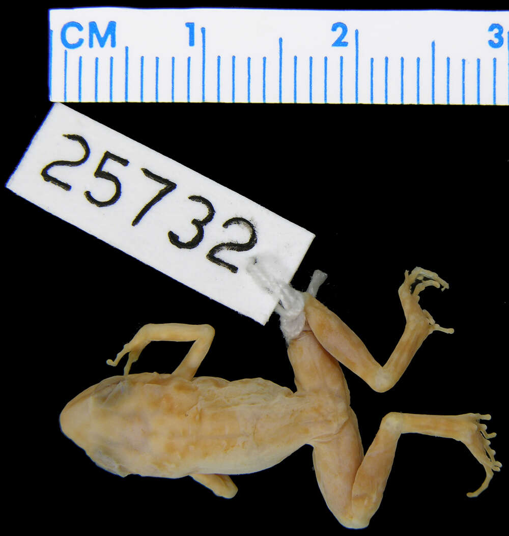 Image de Eleutherodactylus cystignathoides (Cope 1877)