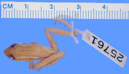 Image of long-snouted treefrog