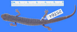 Image of Galeana False Brook Salamander