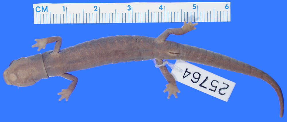 Image of Galeana False Brook Salamander