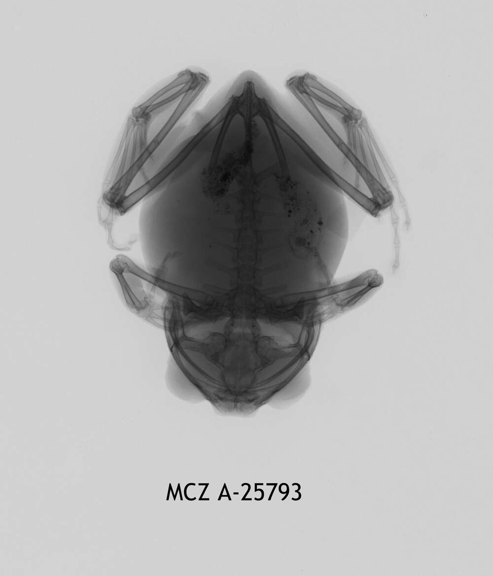 Image of Afrixalus fulvovittatus (Cope 1861)