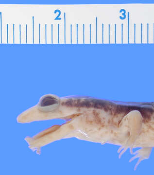 Image of Blackbelly Salamander