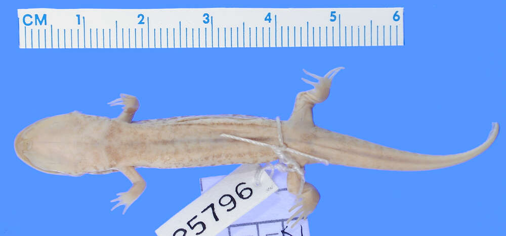 Image of Blackbelly Salamander