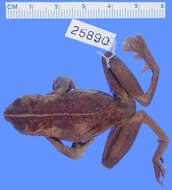 Litoria darlingtoni (Loveridge 1945)的圖片