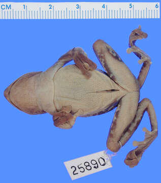 Image of Litoria darlingtoni (Loveridge 1945)