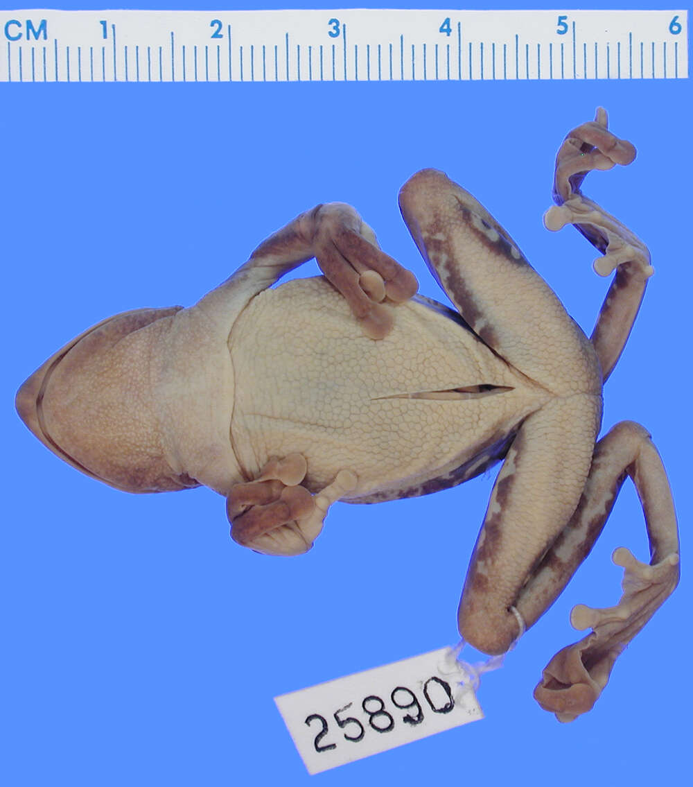 Litoria darlingtoni (Loveridge 1945)的圖片