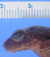 Image of Beck's tree frog