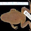 Image of Wilhelm Callulops Frog