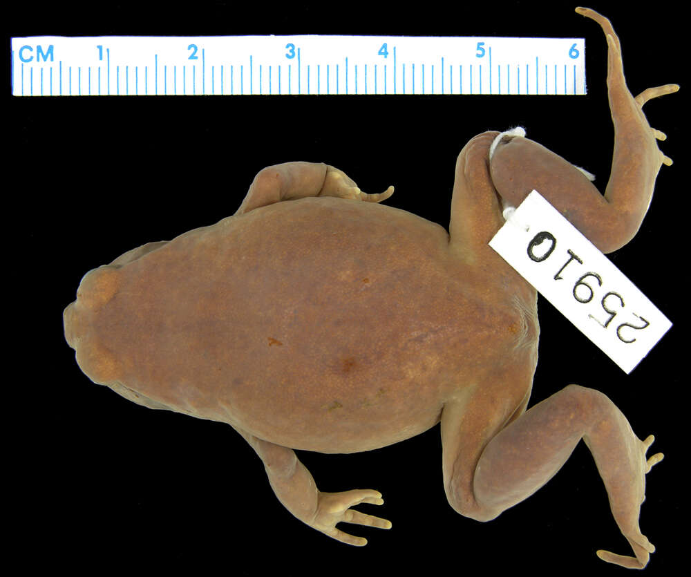 Image of Wilhelm Callulops Frog