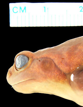 Image of Wilhelm Callulops Frog