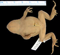Image of Wilhelm Callulops Frog