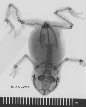 Image of Choerophryne darlingtoni (Loveridge 1948)